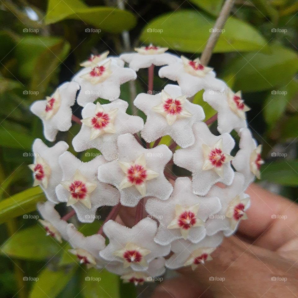flor bola