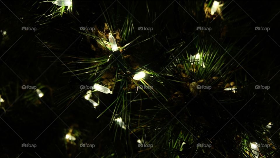 Tiny Christmas light bulbs in a tree
