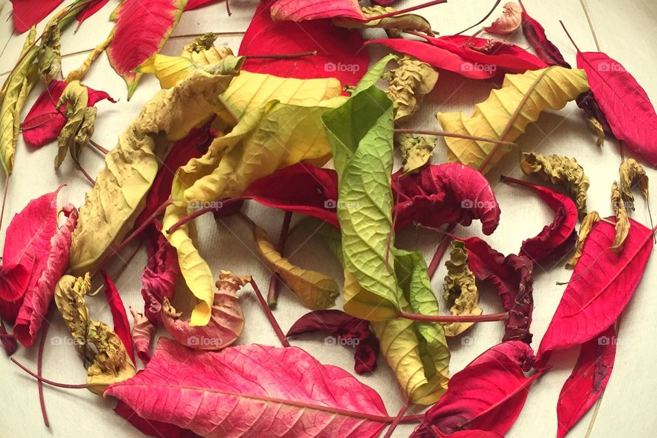 Fall of leaves during autumn