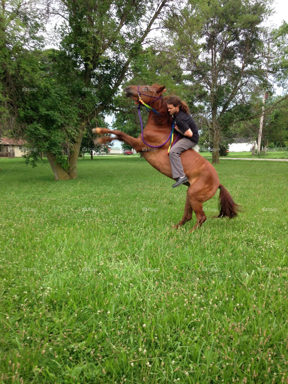 Breaking my mustang bareback. Getting seat time on my wild mustang rescue after she had settled in to her environment.  Breaking horse for saddle