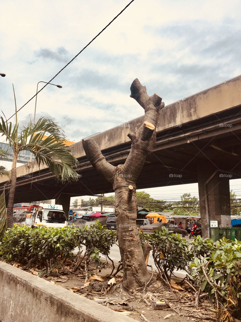 Where are the leafs ?? 