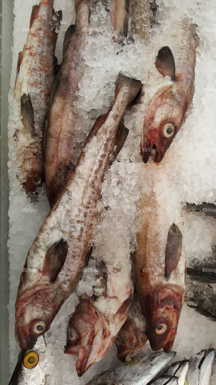 Alaska frozen pollack fishes on retail display