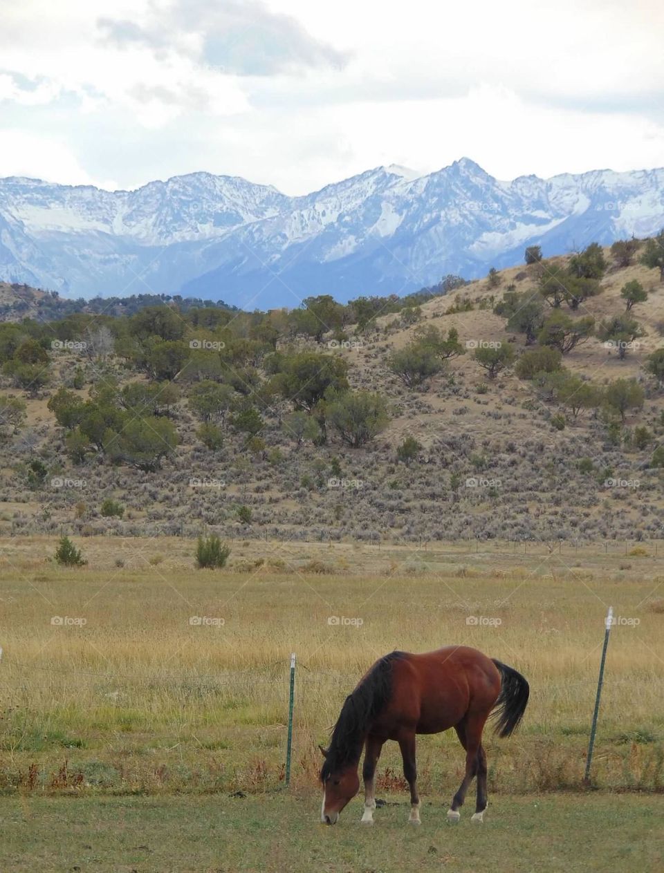 Horse grazing with a mountain range for a view