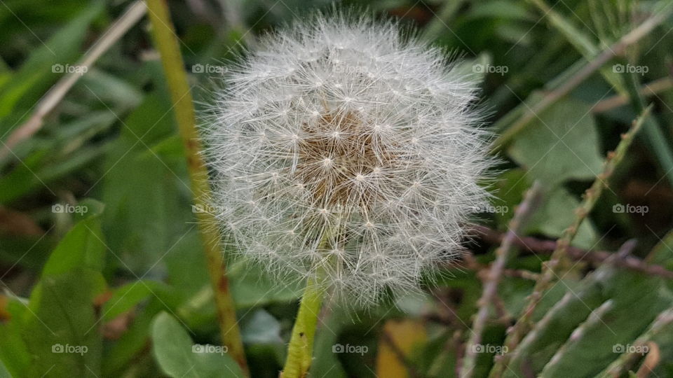 Dandelion