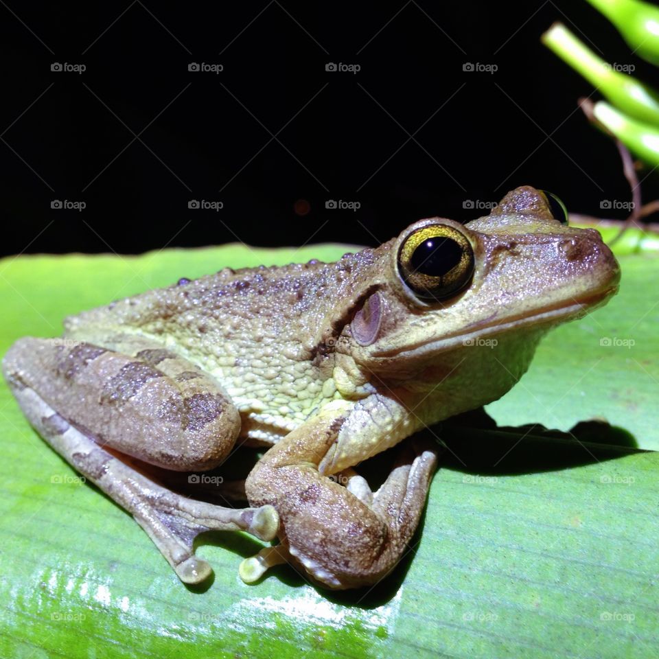Frog. frog sitting on leaf