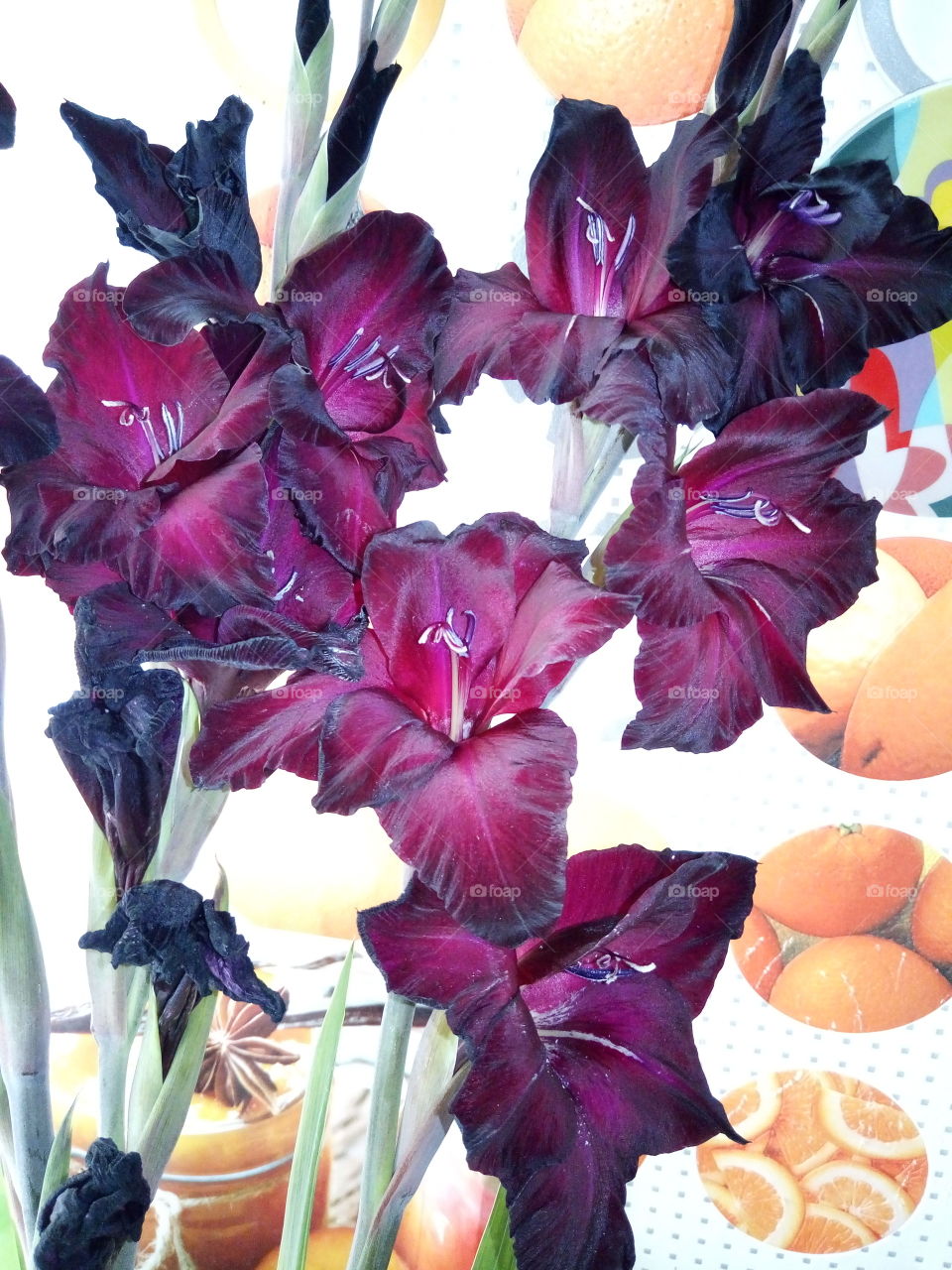 флора.цветы.гладиолусы.бордовый.