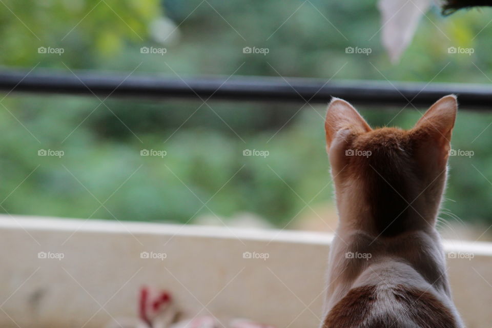 No Person, Cat, One, Outdoors, Nature