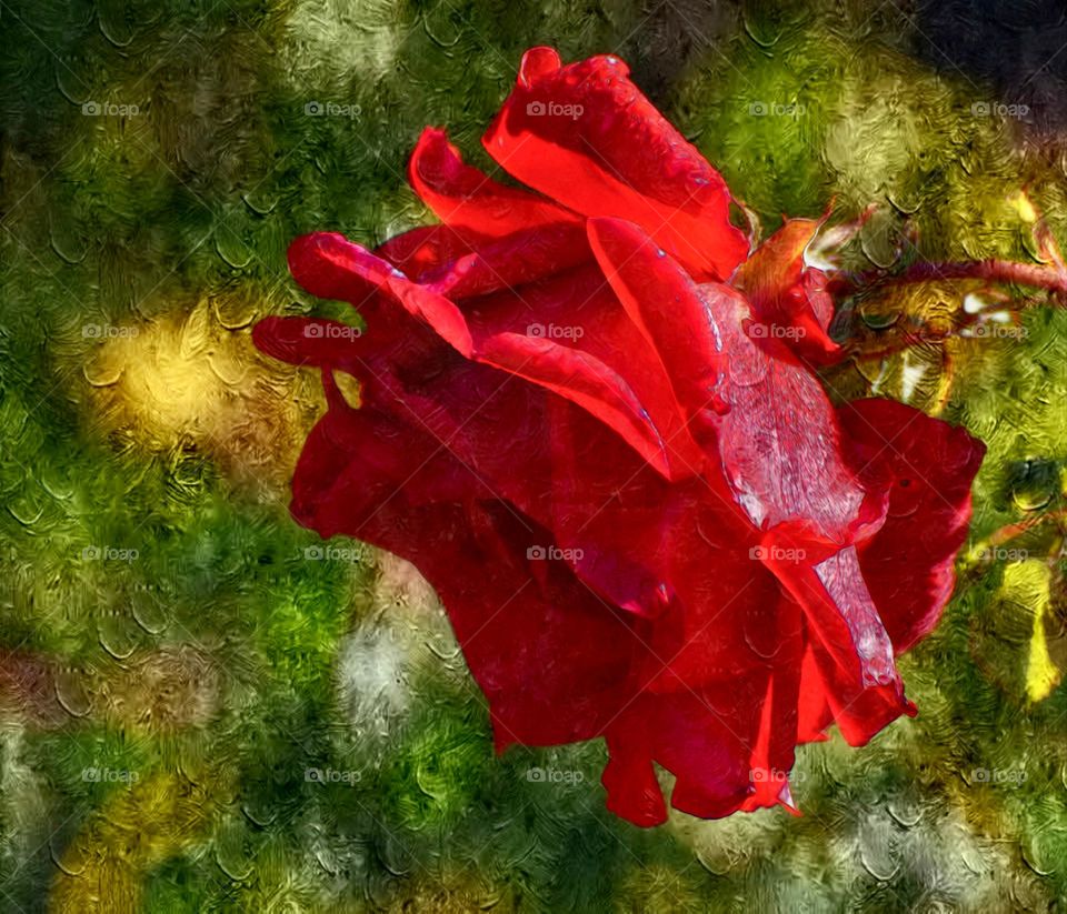 A digital oil painting of a red rose growing in an outdoor garden