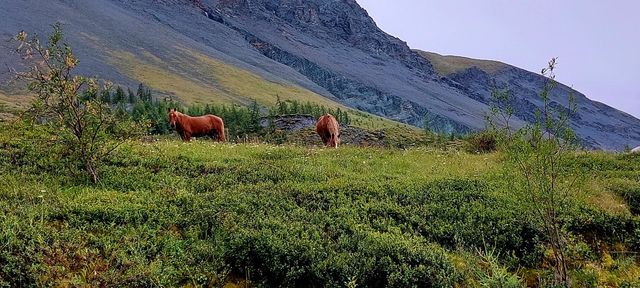 Altai