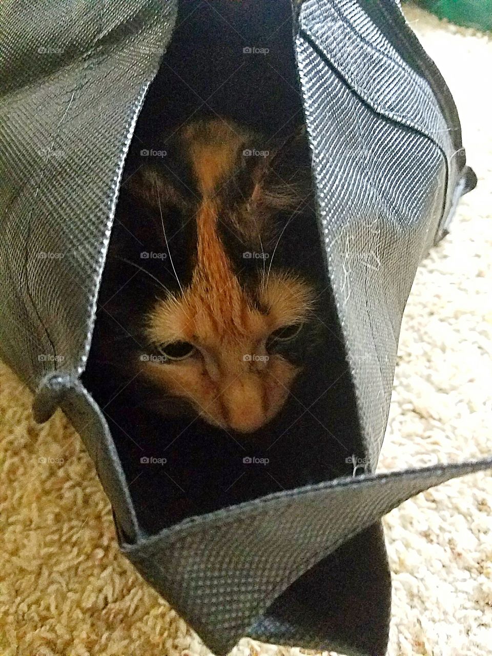 Calico in a Bag