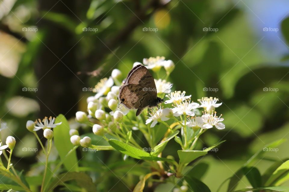 Beautiful and cute butterfly