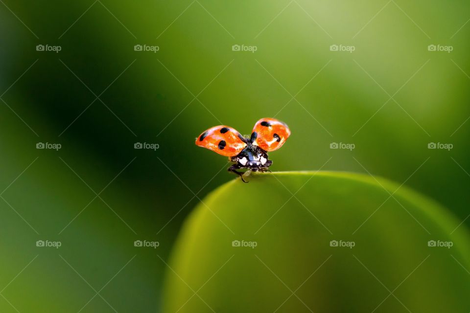 ladybug on green leaf