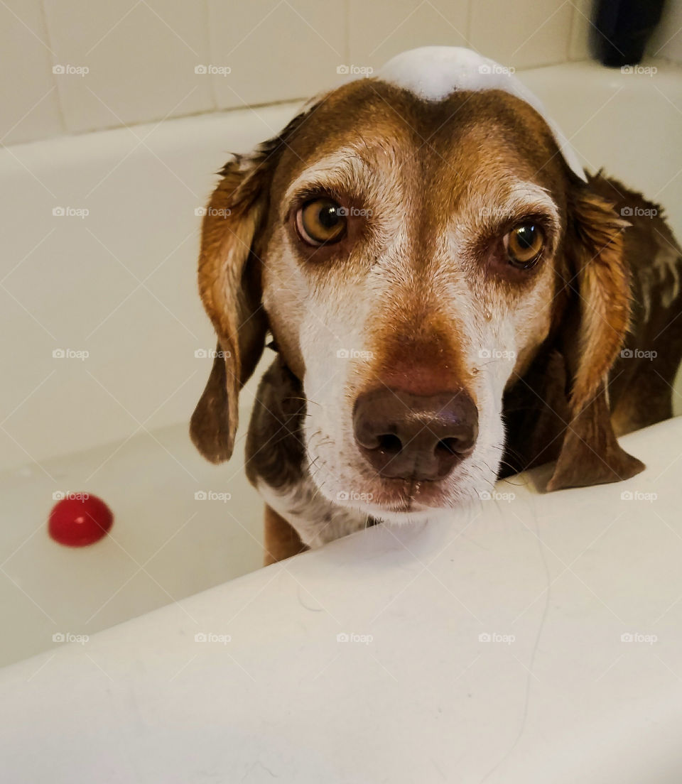 Portrait of beagle dog in bathtub