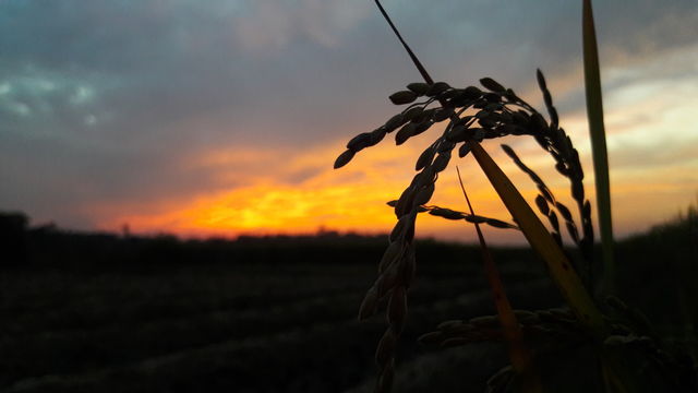 evening sky