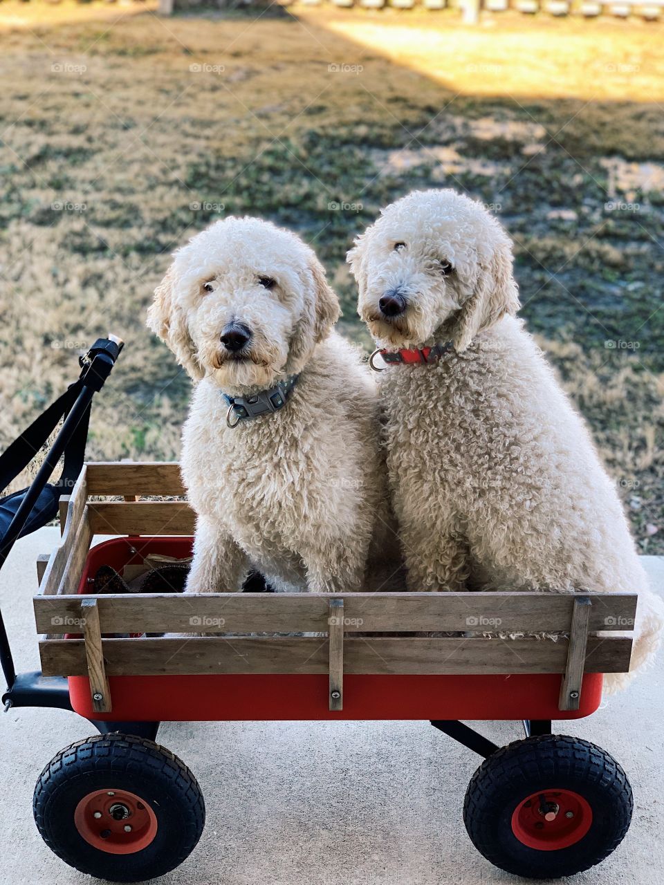 Goldendoodle dogs sitting in wagon on nice afternoon day 