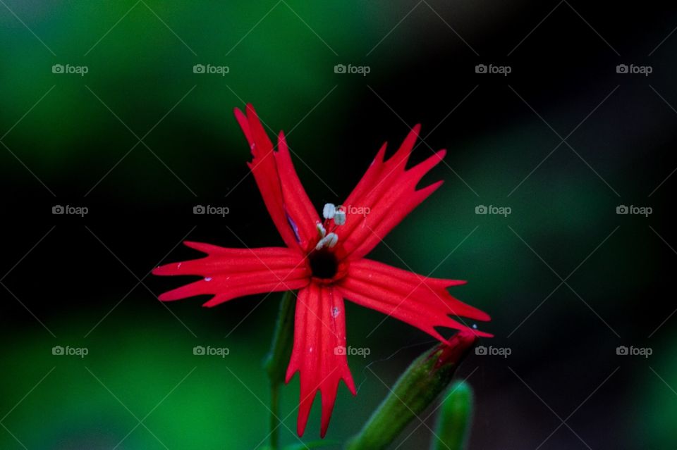 Red Flower found on Yonah Mountain