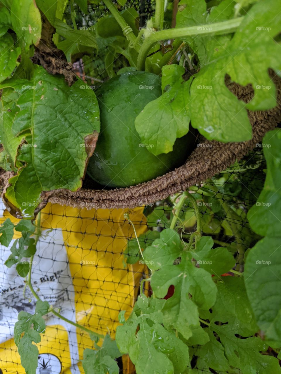 Sugar Baby Watermelon in hammock container growing