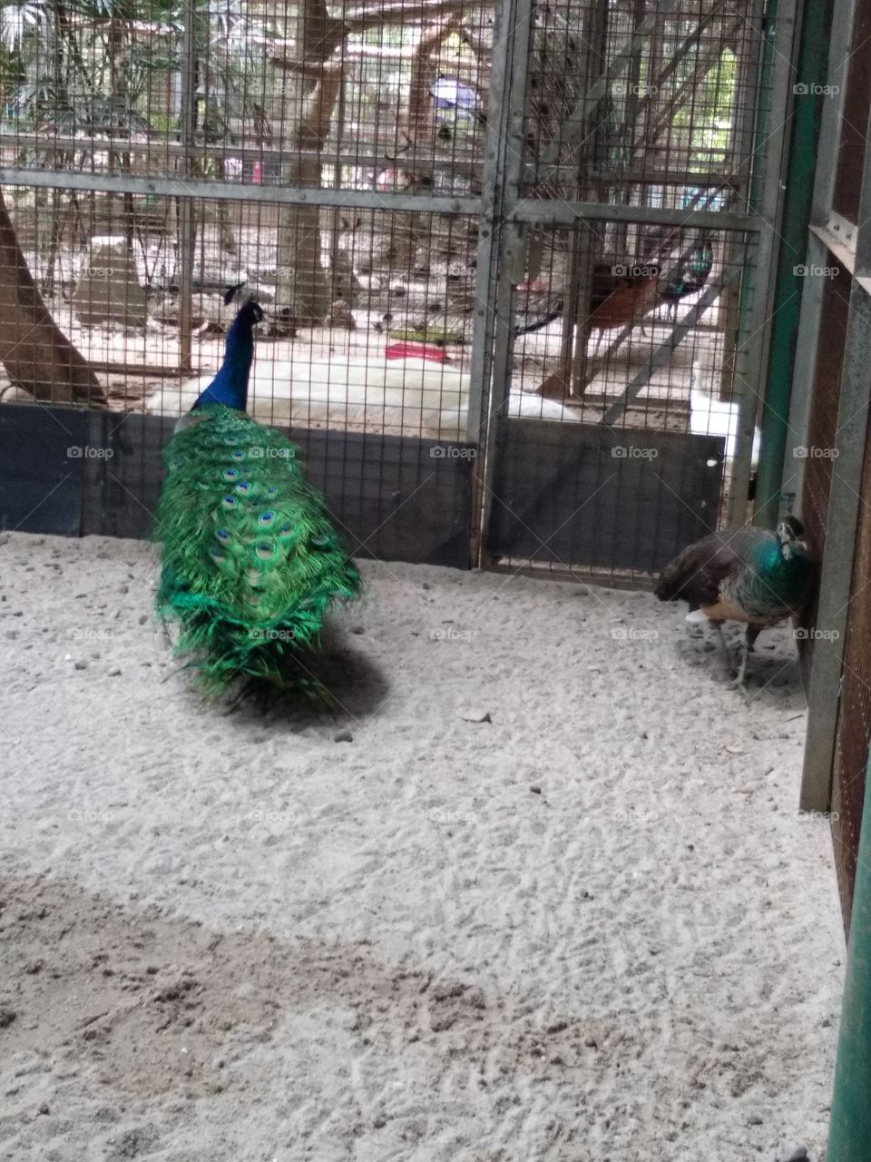 Peacock