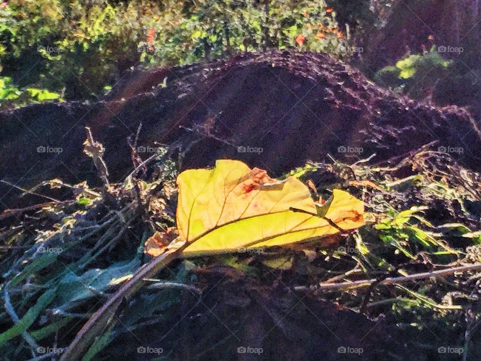 Yellow rhubarb leaf laying in the garden 