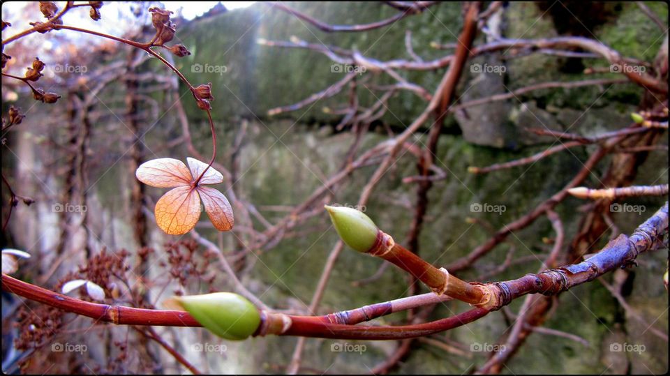 nature green limb leave by jootto