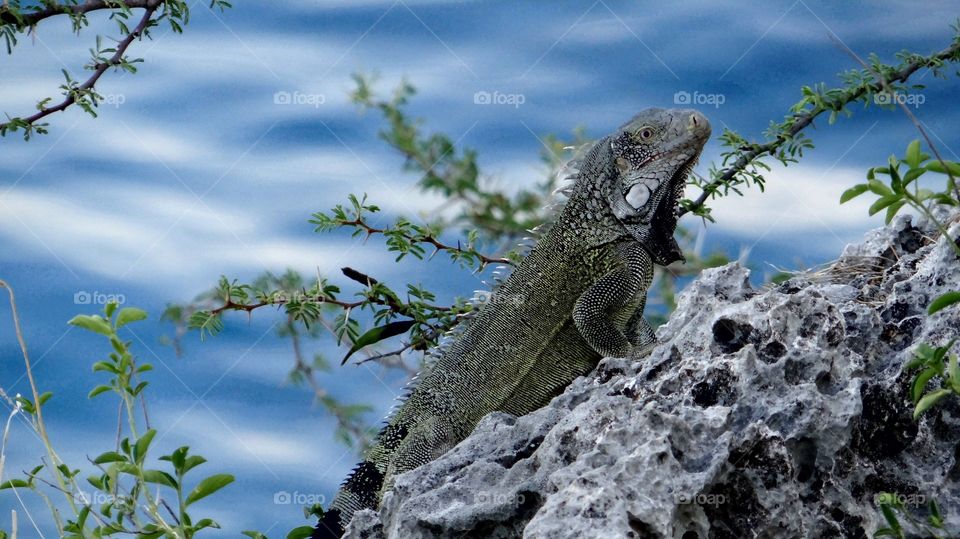 lizard Curaçao Dutch Caraïben