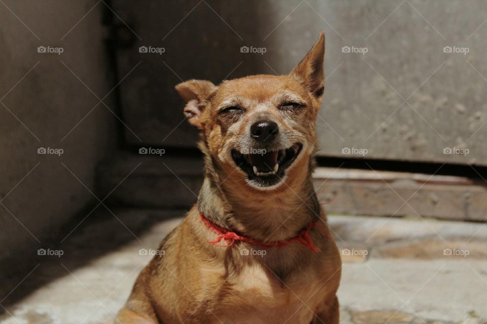 Um sorriso canino 