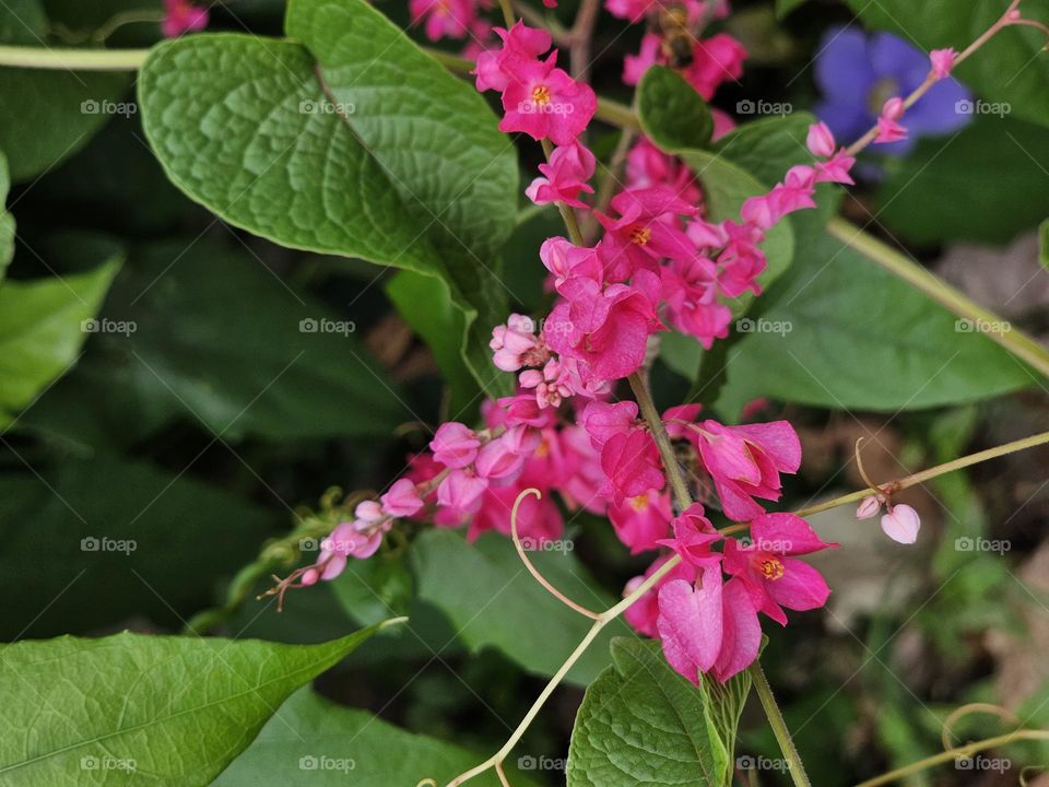 "Pink beauty" Antigonon leptopus is commonly known as coral vine or queen's wreath. They are used on walls and fences by landscapers brightening any garden they may belong to.
