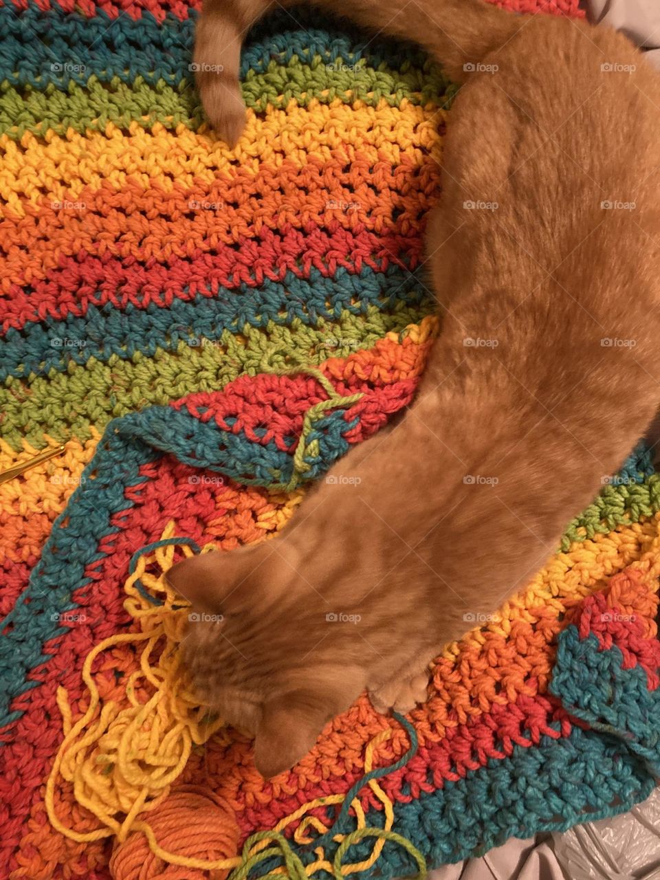 Cat and rainbow yarn 🧶