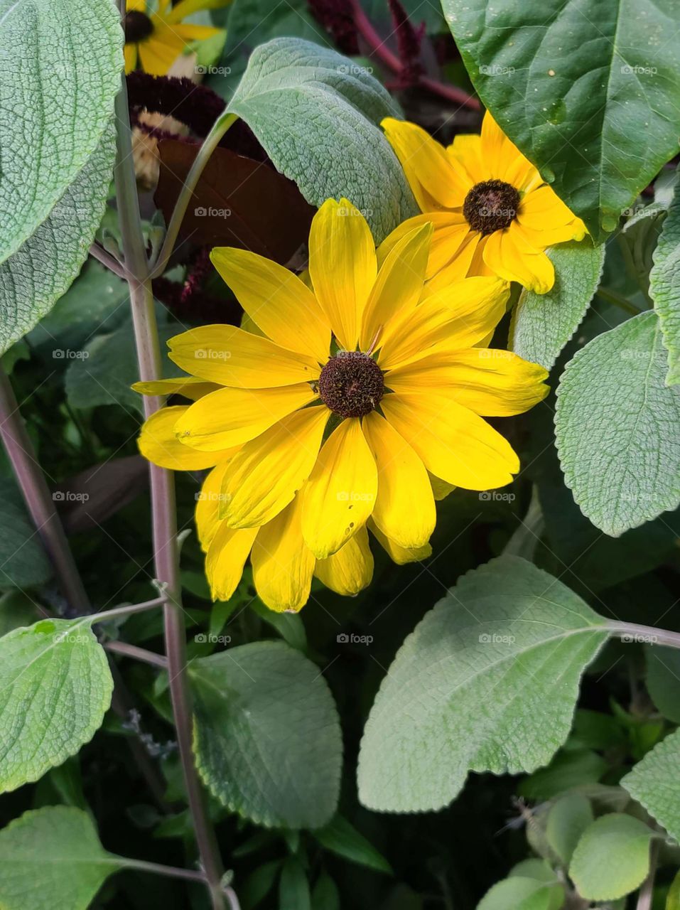 Yellow Flowers