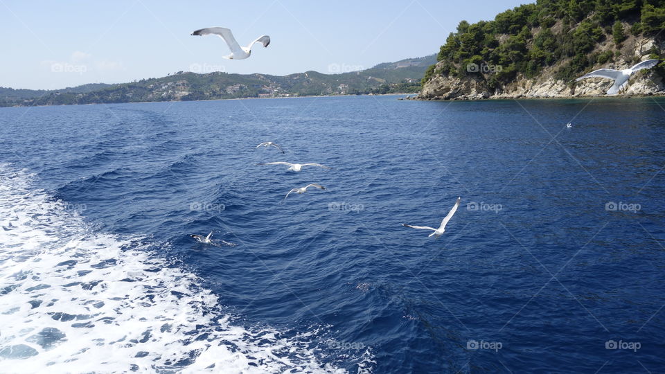 Seagulls flying over the sea