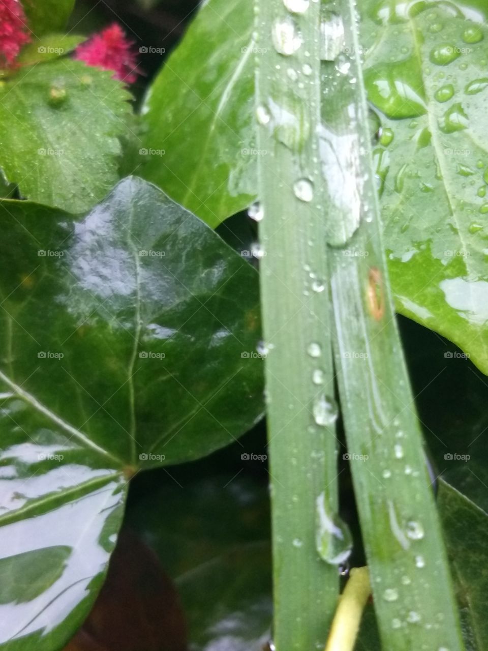 plants and water drops