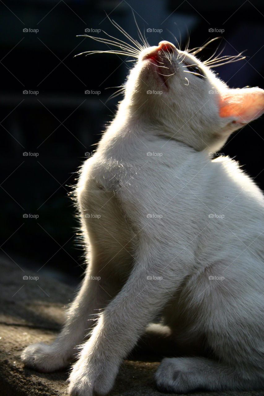 macro close white cat by giftzy