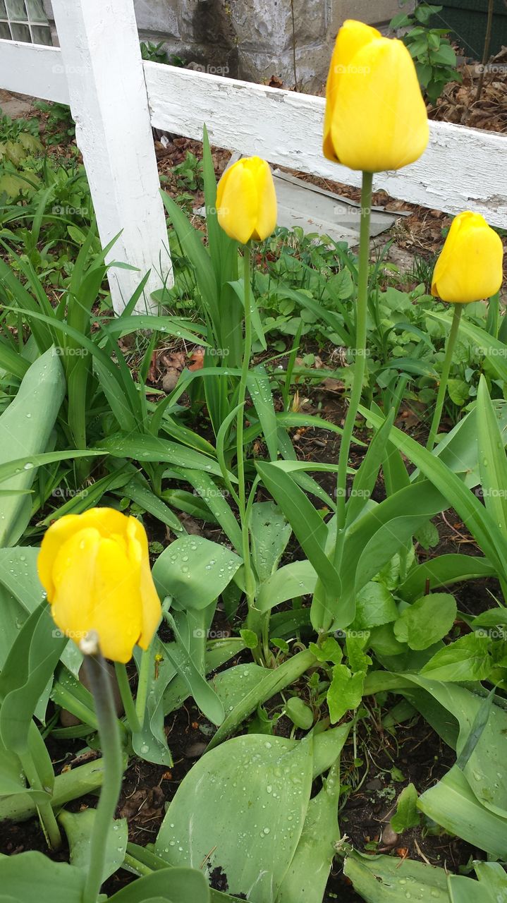 tulips