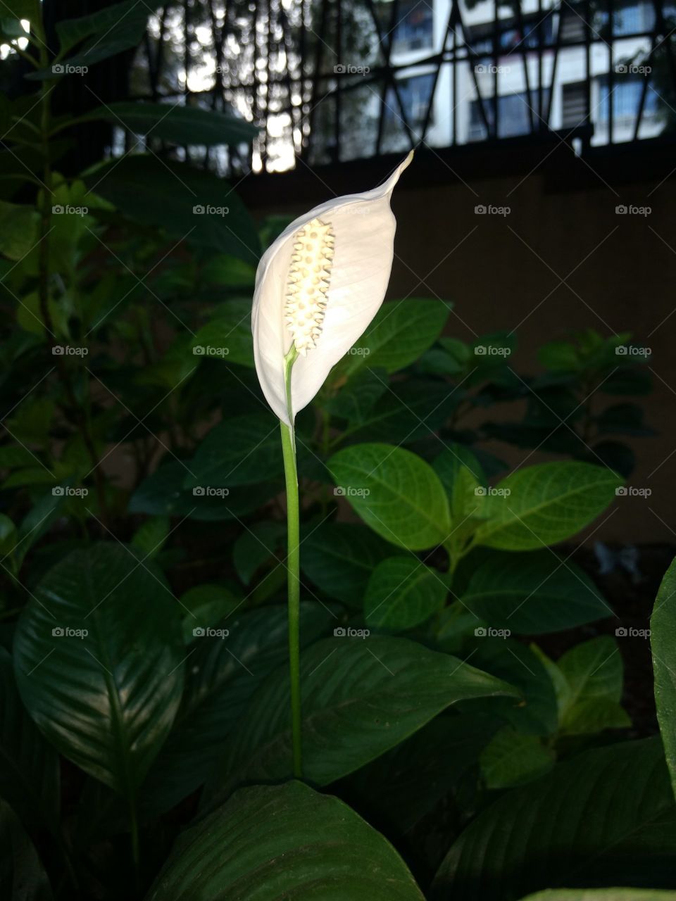 Peace Lily- beauty personified. Unique standing flower, all white, symbol of peace, purity, innocence,hope,longetivity and chastity. You need to protect you inner peace☮️ at all cost still being pure as colour white while standing tall even if alone.