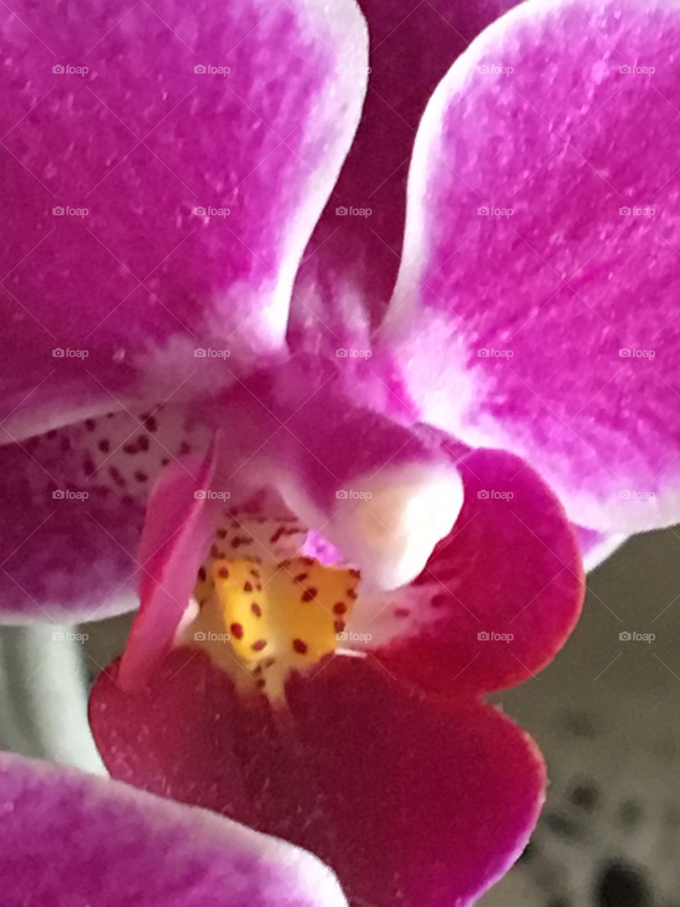 Close up Orchid 