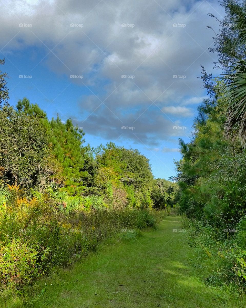 Outdoor Trees Grass Undeveloped