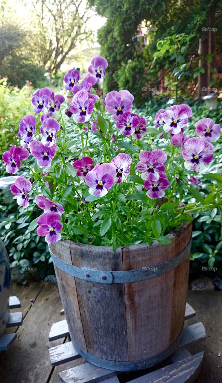 Purple pansy flowers in pot