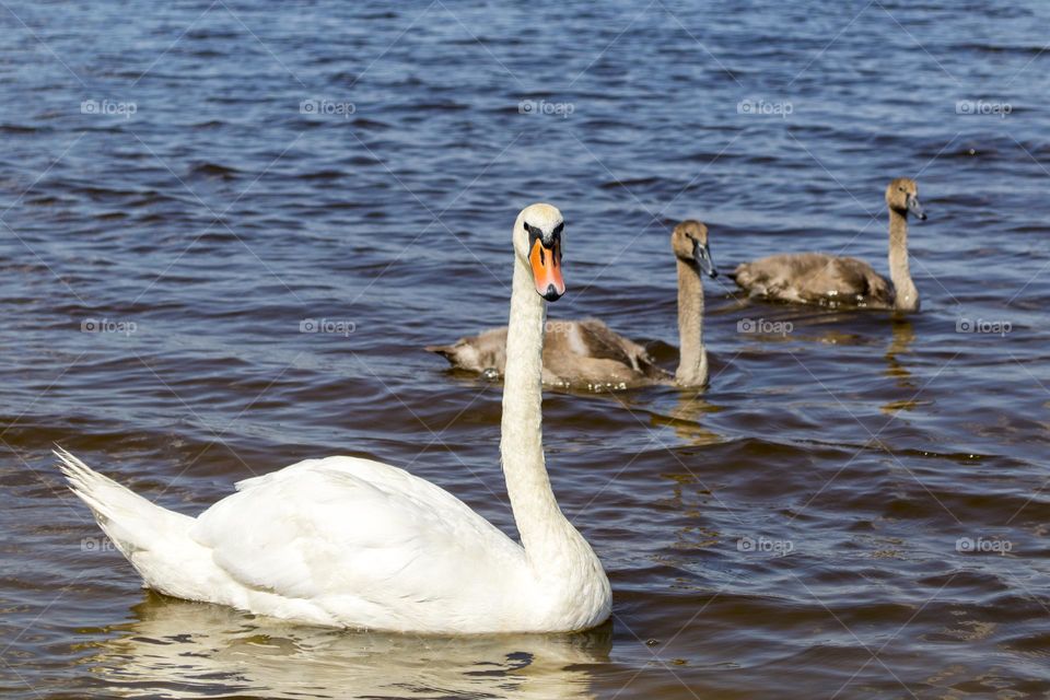 Swan family