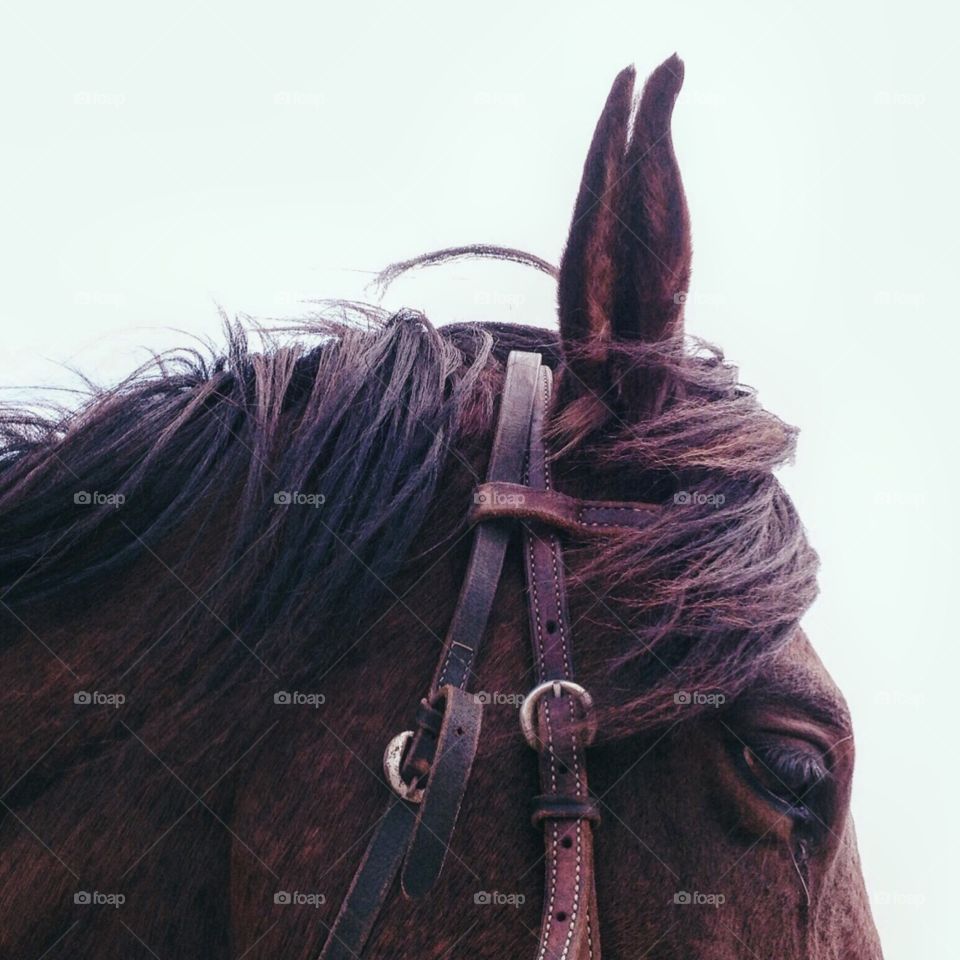 Cavalry, Mare, Farm, Bridle, Portrait