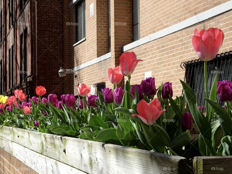Tulips outside the building 