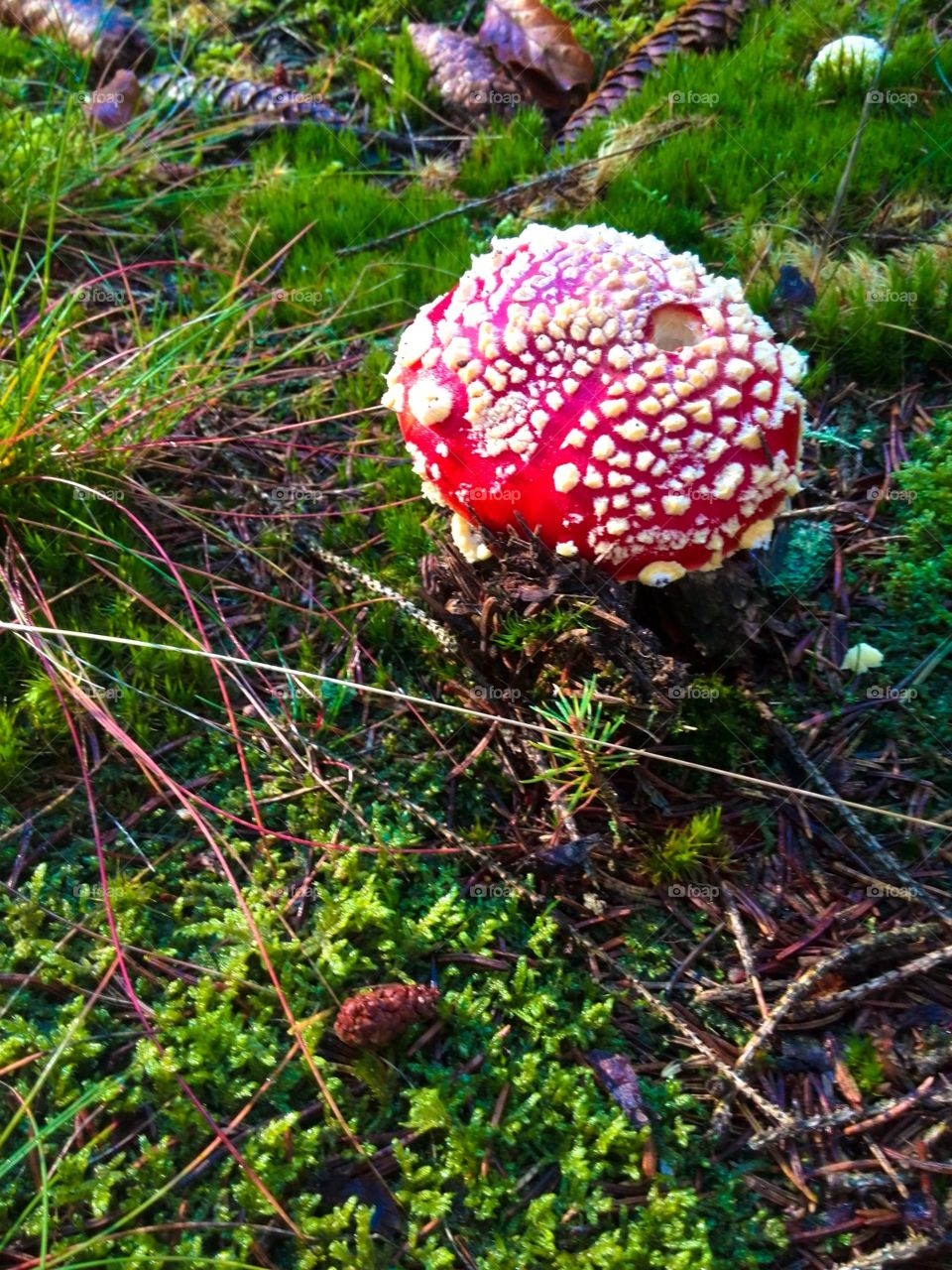 Red and white dotted fly agaric mushroom