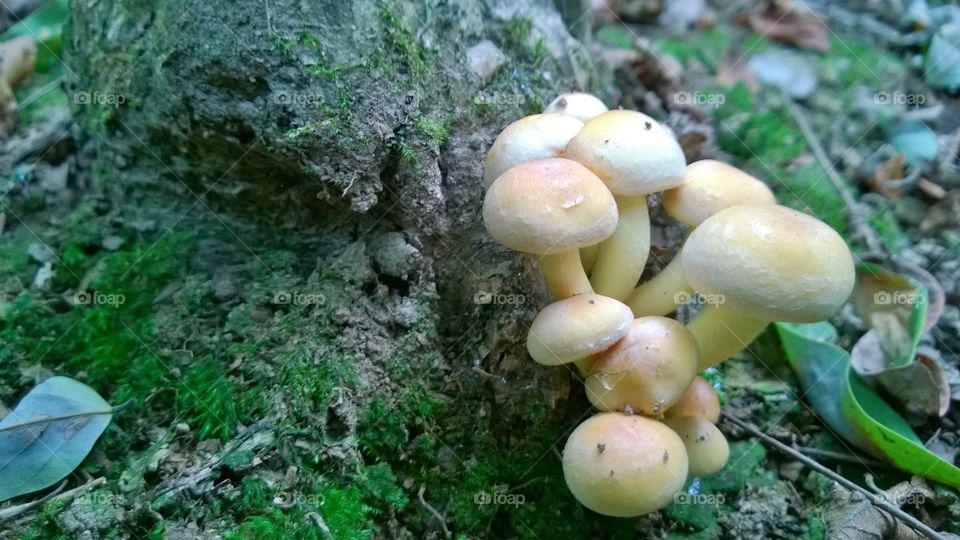 fungus