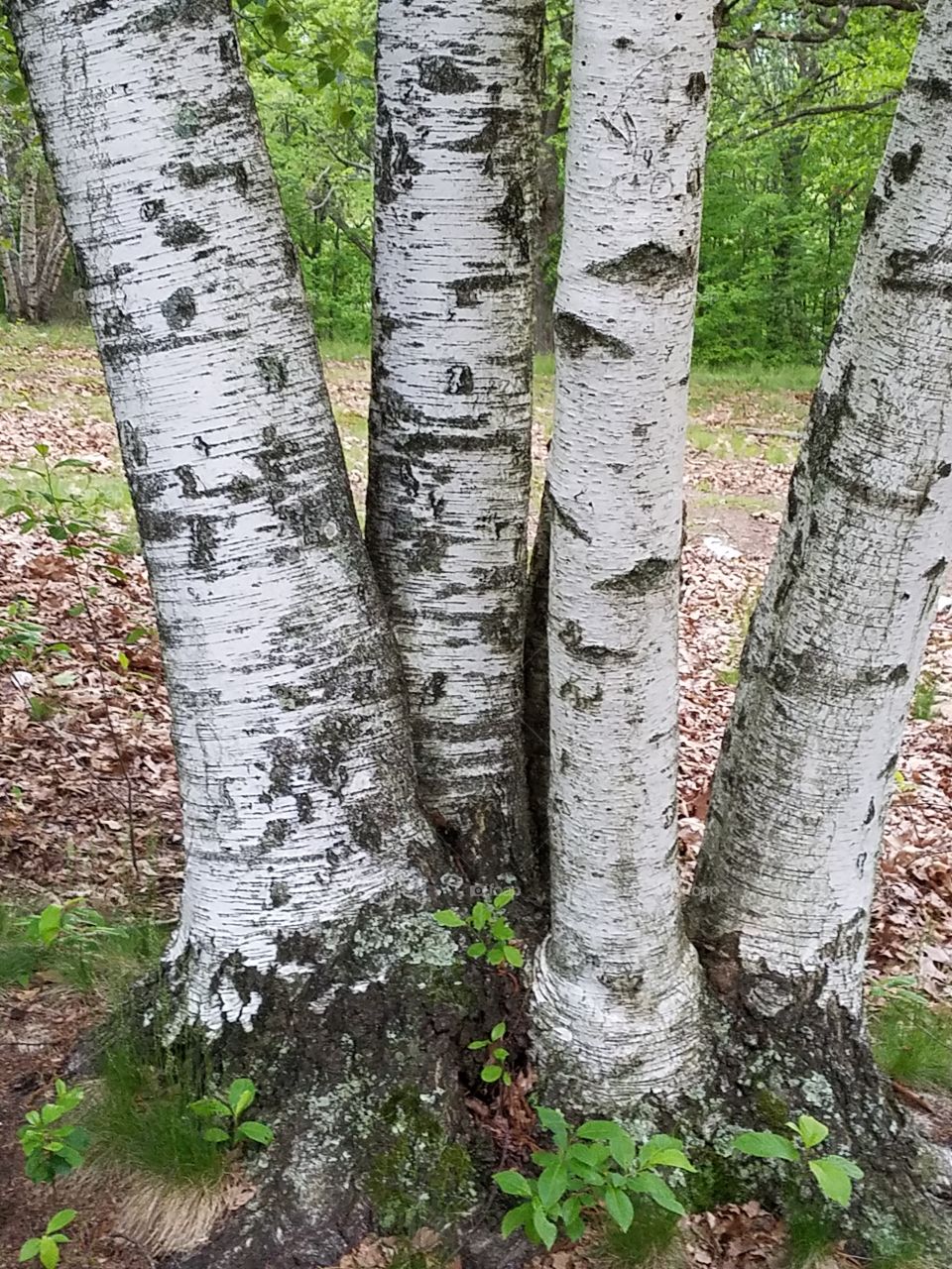 birches