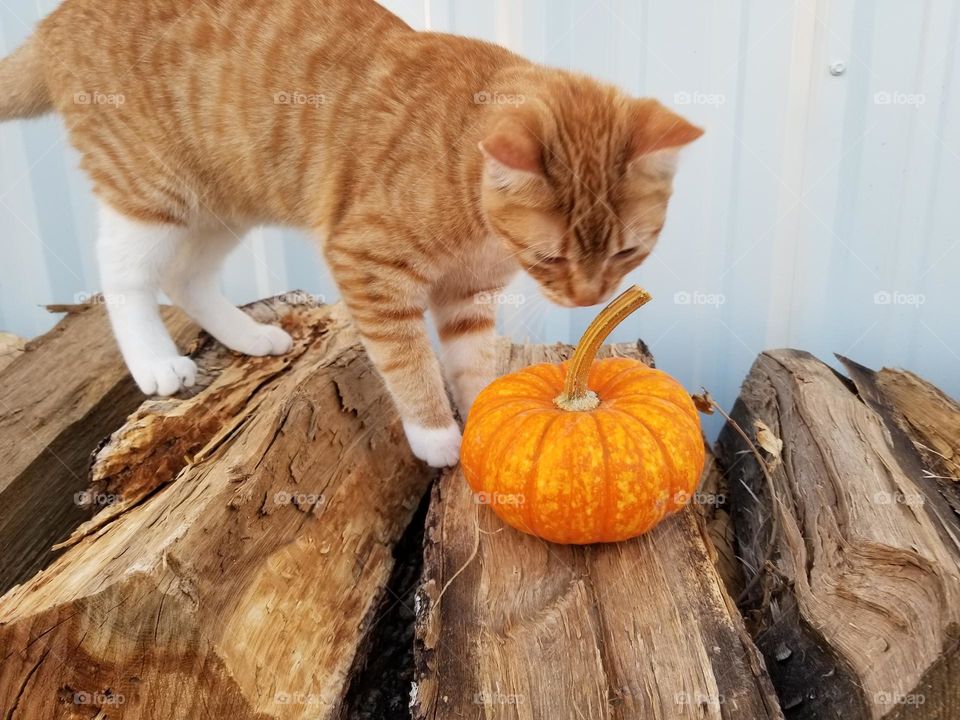 Orange 🐈 Cat on a wood pile with a small pumpkin 🎃