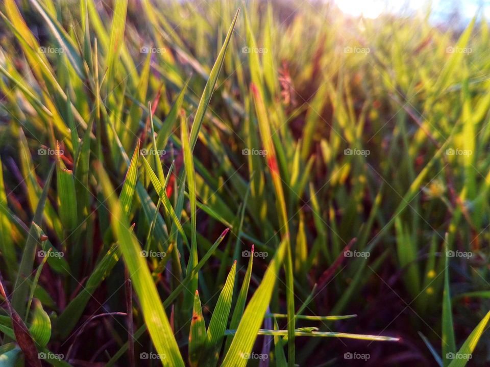 A macro photo of the green summer grass in the daylight somewhere in Bulgaria