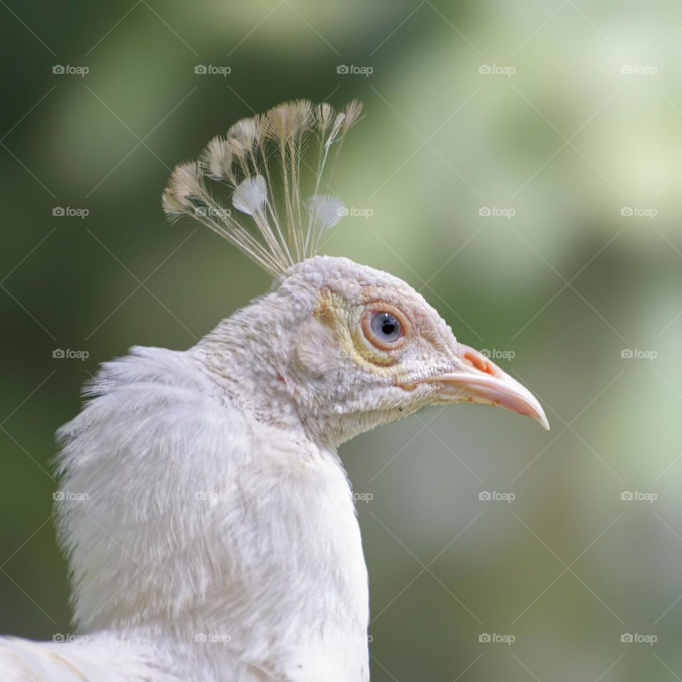 Albino Peahen portrait