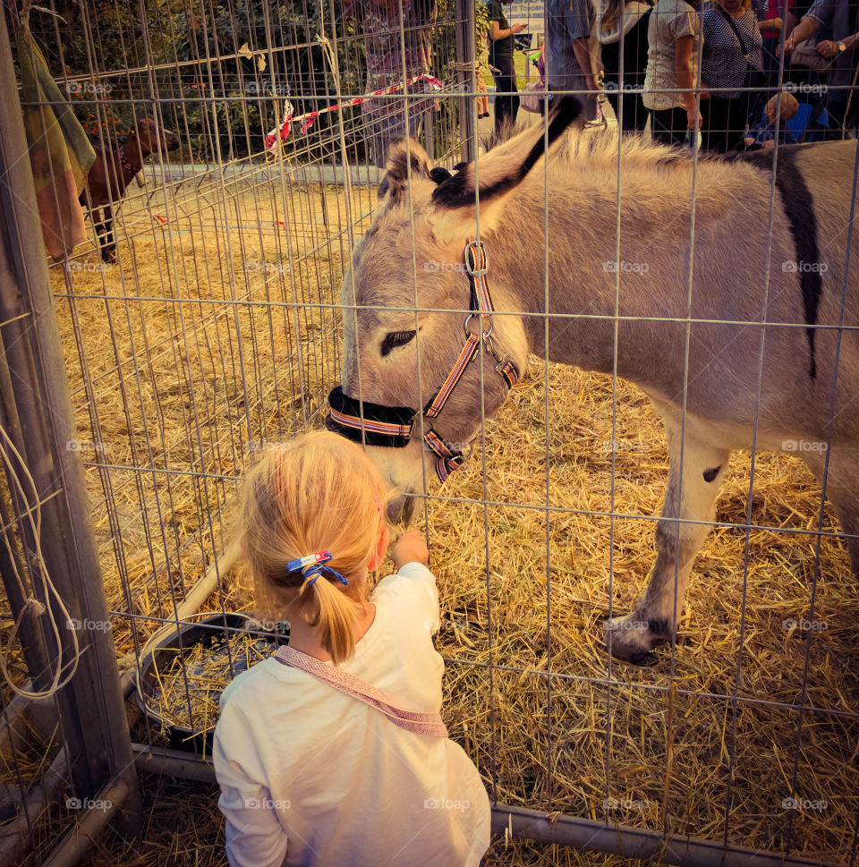 Little girl that from the gieno chasing a donkey, the party du San Francesco in Massa, patron saint of the city.