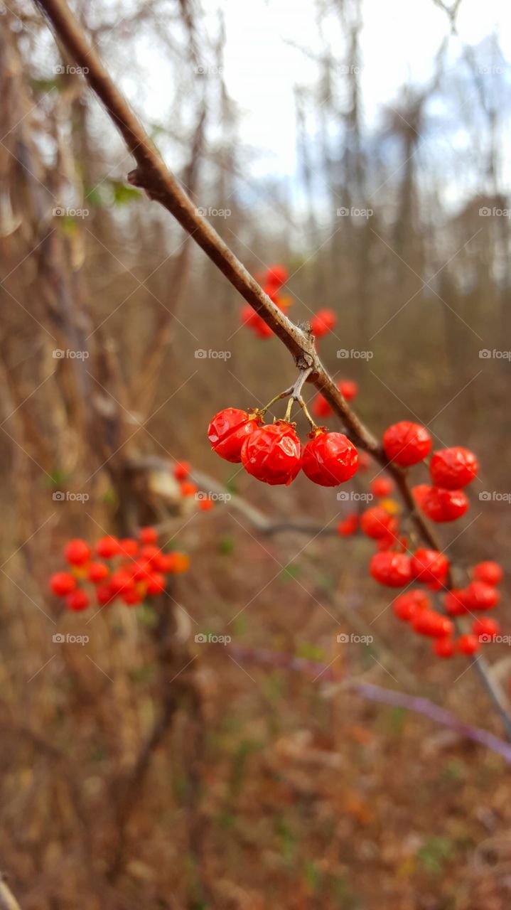 Blooming winter berries