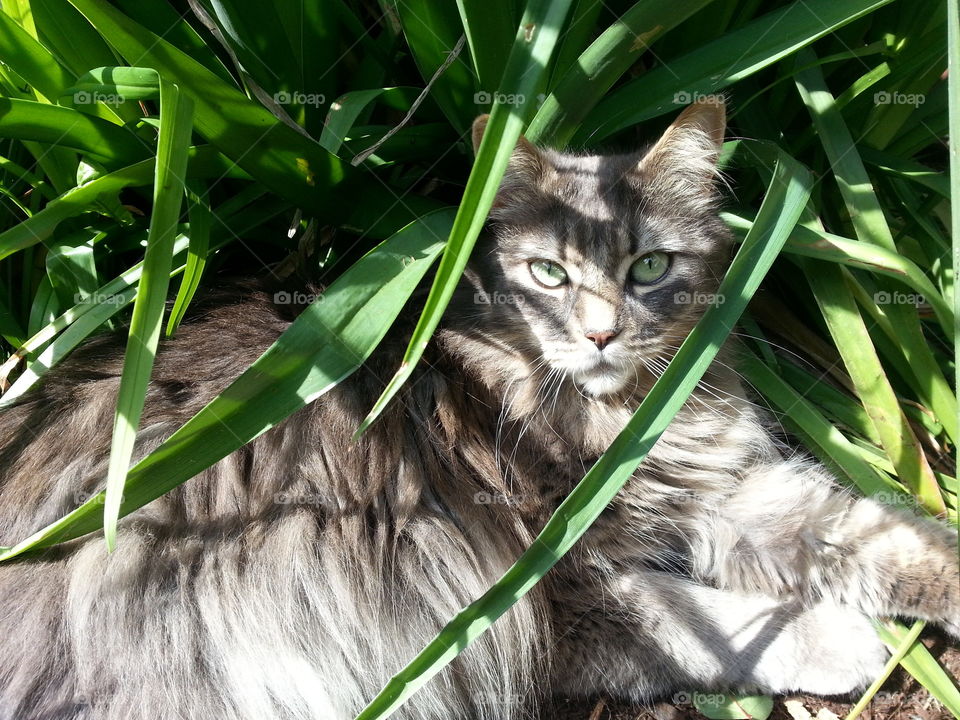 A look in the eye of pet cat, large green eyes and gray fluffy fur of cat resting in long green grass