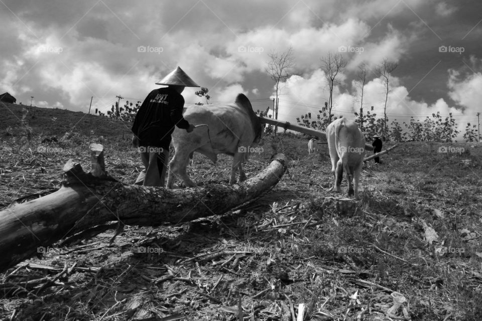 cow as worker to pull wood from forest, indonesia